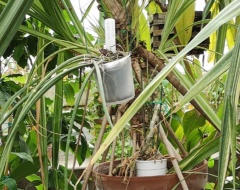 Alla scoperta dell'Orto botanico dell'Università di Siena