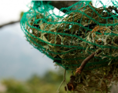 I licheni utilizzati per monitorare l'inquinamento atmosferico a Milano I licheni utilizzati per monitorare l'inquinamento atmosferico a Milano