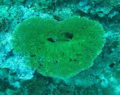 Mare Plasticum – The plastic Sea Mare Plasticum – The plastic Sea