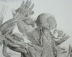 Giornate di museologia medica