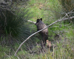 Studio dell'Università di Siena monitora la densità e l'impatto sull'ambiente naturale del cinghiale