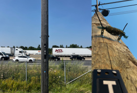 I licheni tracciano la dispersione di microplastiche nelle città 