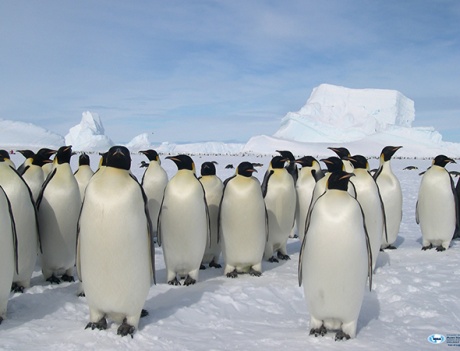 pinguini - Museo nazionale Antartide - Siena