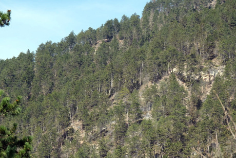 Le foreste di pino nero fuori dal loro areale naturale possono sostenere la biodiversità
