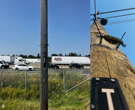 I licheni tracciano la dispersione di microplastiche nelle città 