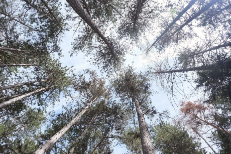 Le foreste di pino nero fuori dal loro areale naturale possono sostenere la biodiversità