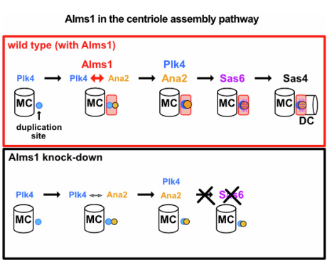 Sindrome di Alström: su EMBO Journal studio sulle “antenne” delle cellule