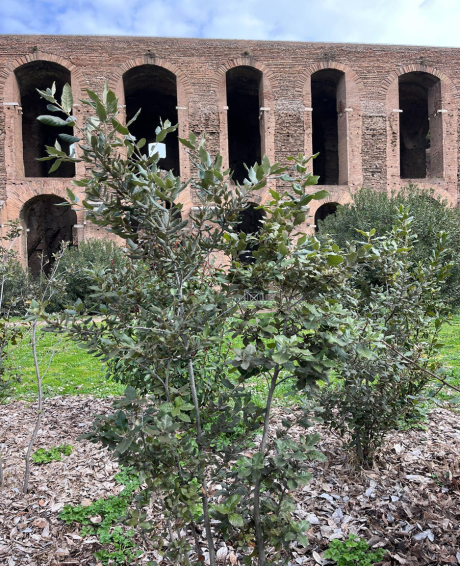 Foglie e licheni per la conservazione preventiva dell’area archeologica sulle pendici meridionali del Palatino, nel Parco Archeologico del Colosseo Foglie e licheni per la conservazione preventiva dell’area archeologica sulle pendici meridionali del Palatino, nel Parco Archeologico del Colosseo