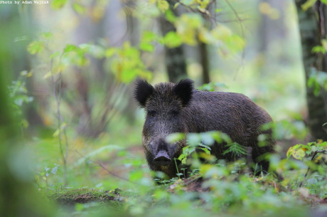 La caccia in battuta modifica i comportamenti sociali del cinghiale La caccia in battuta modifica i comportamenti sociali del cinghiale