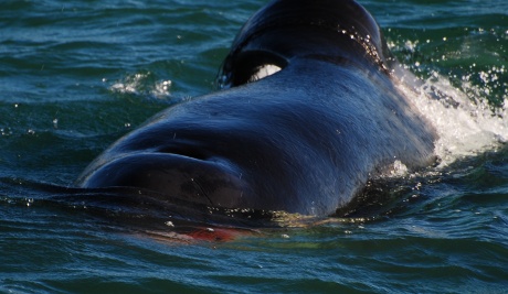 Documentata l’uccisione e la predazione di un grande squalo bianco da parte di un'orca nelle acque di Mossel Bay (Sudafrica) Documentata l’uccisione e la predazione di un grande squalo bianco da parte di un'orca nelle acque di Mossel Bay (Sudafrica)