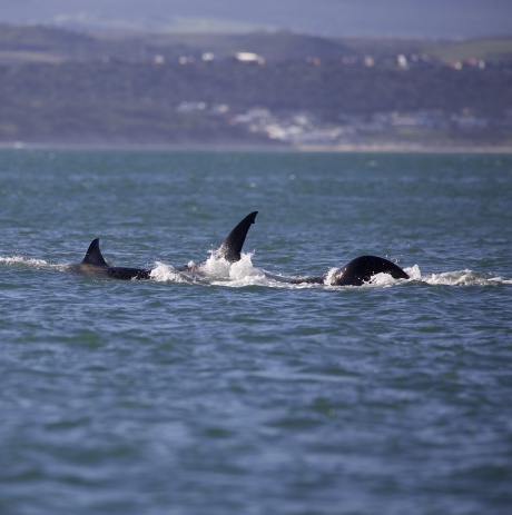 Documentata l’uccisione e la predazione di un grande squalo bianco da parte di un'orca nelle acque di Mossel Bay (Sudafrica) Documentata l’uccisione e la predazione di un grande squalo bianco da parte di un'orca nelle acque di Mossel Bay (Sudafrica)