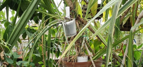 Alla scoperta dell'Orto botanico dell'Università di Siena