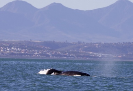 Documentata l’uccisione e la predazione di un grande squalo bianco da parte di un'orca nelle acque di Mossel Bay (Sudafrica) Documentata l’uccisione e la predazione di un grande squalo bianco da parte di un'orca nelle acque di Mossel Bay (Sudafrica)