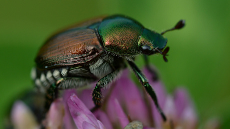 scarabeo Popillia japonica scarabeo Popillia japonica
