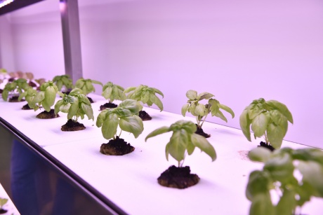 Inaugurazione del Laboratorio idroponico [17/06/2022]