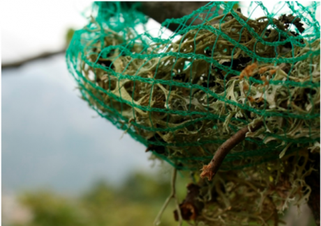 I licheni utilizzati per monitorare l'inquinamento atmosferico a Milano I licheni utilizzati per monitorare l'inquinamento atmosferico a Milano