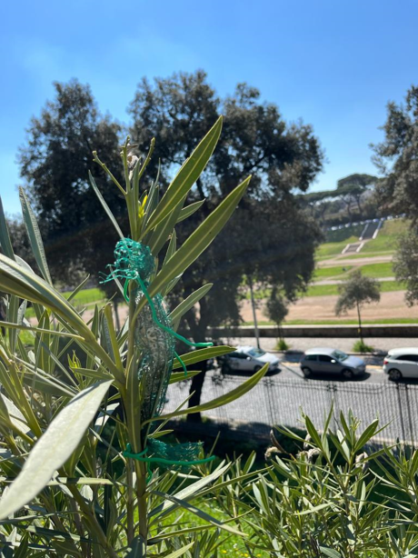 Foglie e licheni per la conservazione preventiva dell’area archeologica sulle pendici meridionali del Palatino, nel Parco Archeologico del Colosseo Foglie e licheni per la conservazione preventiva dell’area archeologica sulle pendici meridionali del Palatino, nel Parco Archeologico del Colosseo