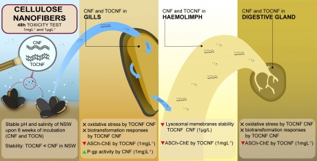 La nanocellulosa sempre più sicura per i nostri mari