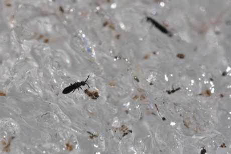 Al via il progetto di citizen science “CollembolICE”