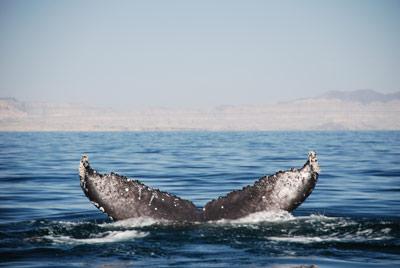 Santuario dei cetacei Santuario dei cetacei