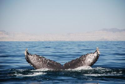 Santuario dei cetacei