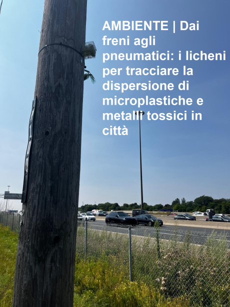 I licheni tracciano la dispersione di microplastiche nelle città 