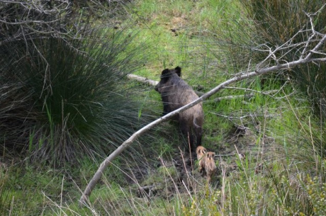 Studio dell'Università di Siena monitora la densità e l'impatto sull'ambiente naturale del cinghiale