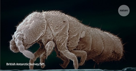 Pubblicato sulla rivista Mammal Review studio coordinato dall'Ateneo