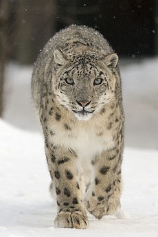 leopardo delle nevi